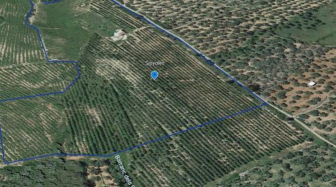 Casa Rustica y finca de olivos arbequina de 68.054m con pozo de agua en partida Sinyoles de la La Sénia Tarragona., imatge 2