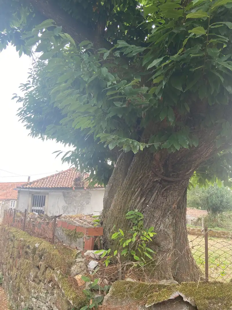 Finca rústica en venta en Rodeiro