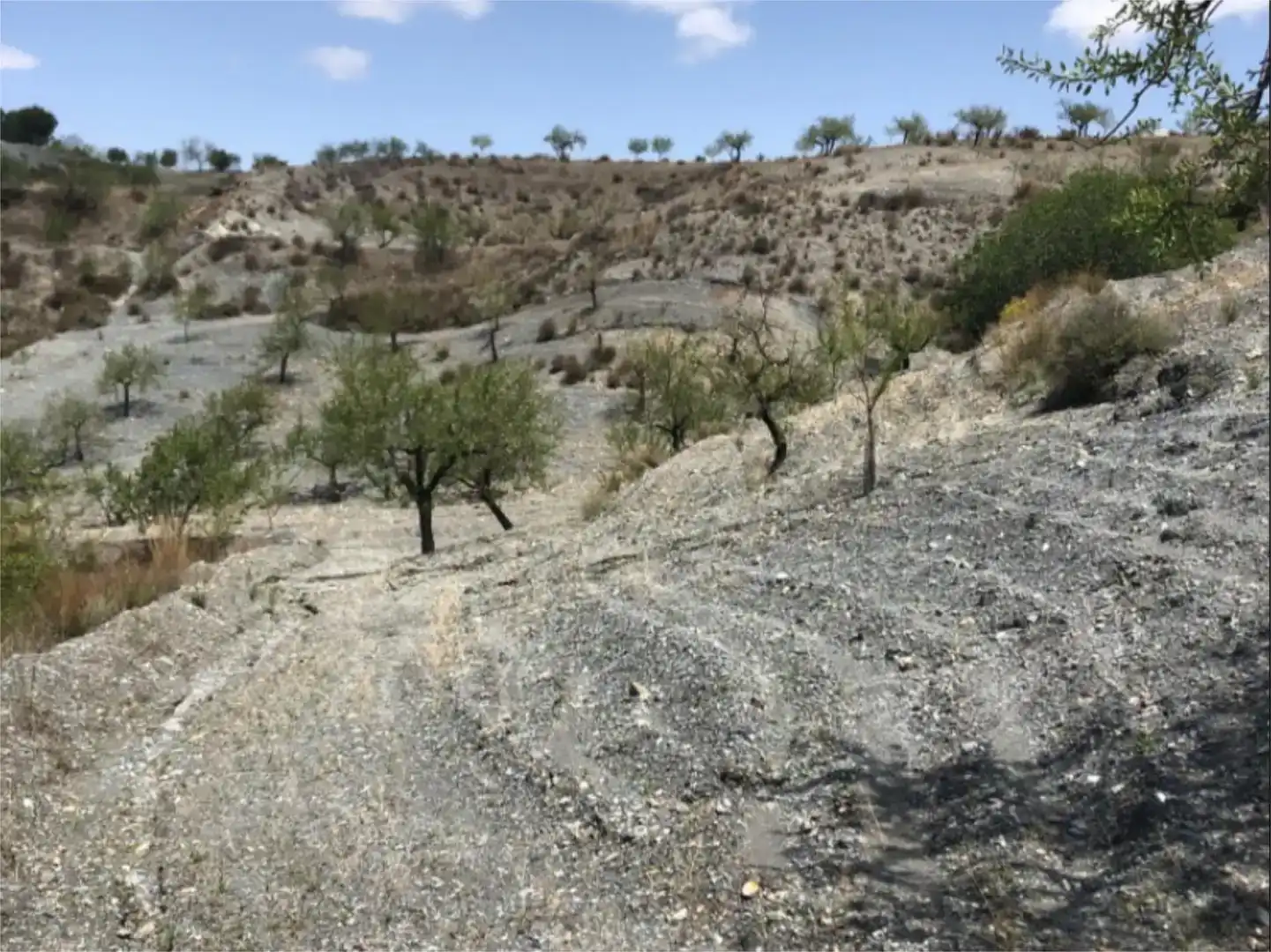 Land for sale in Lorca