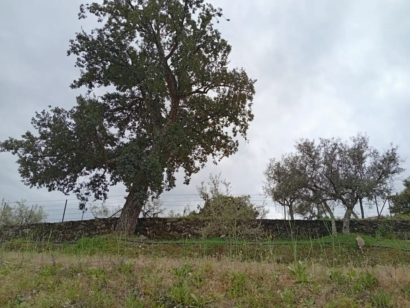 Terreni e lotti in vendita a Villanueva de la Vera, imagen 58