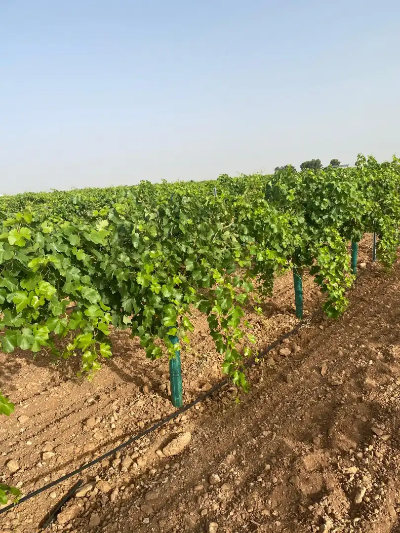 Terreno en venta en Tomelloso