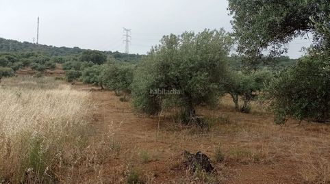 Finca olivar, image 5