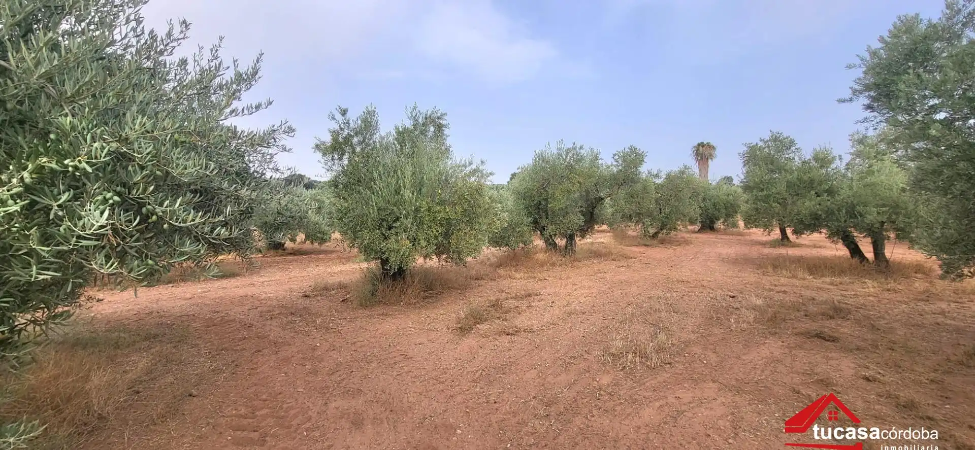 Grundstücke zum Verkauf in Montoro