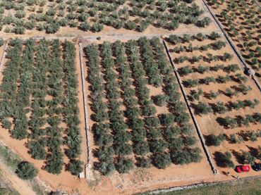 Rural land for sale in Freginals