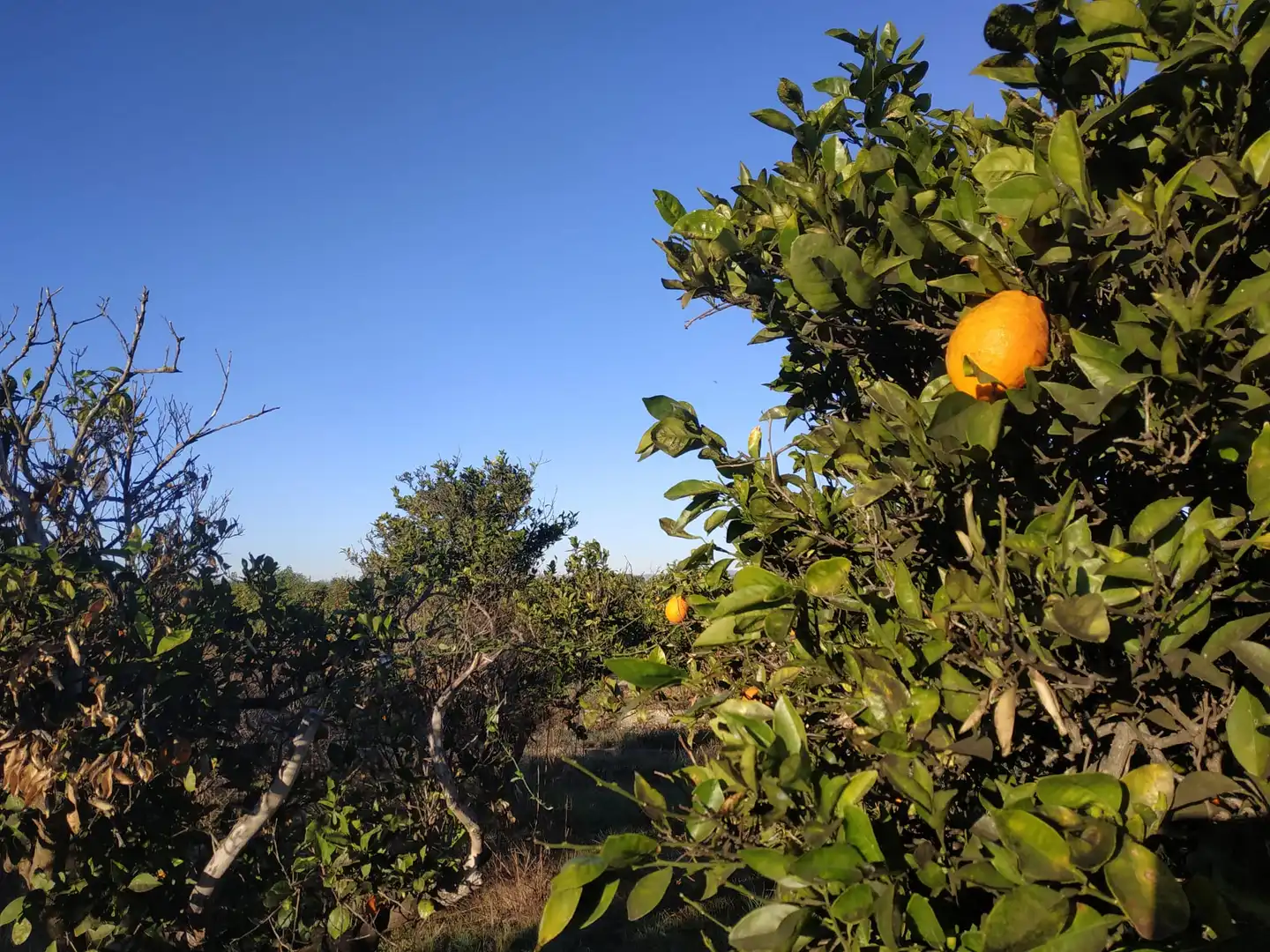 Land for sale in Polígono Número 18, 4, Albalat de la Ribera