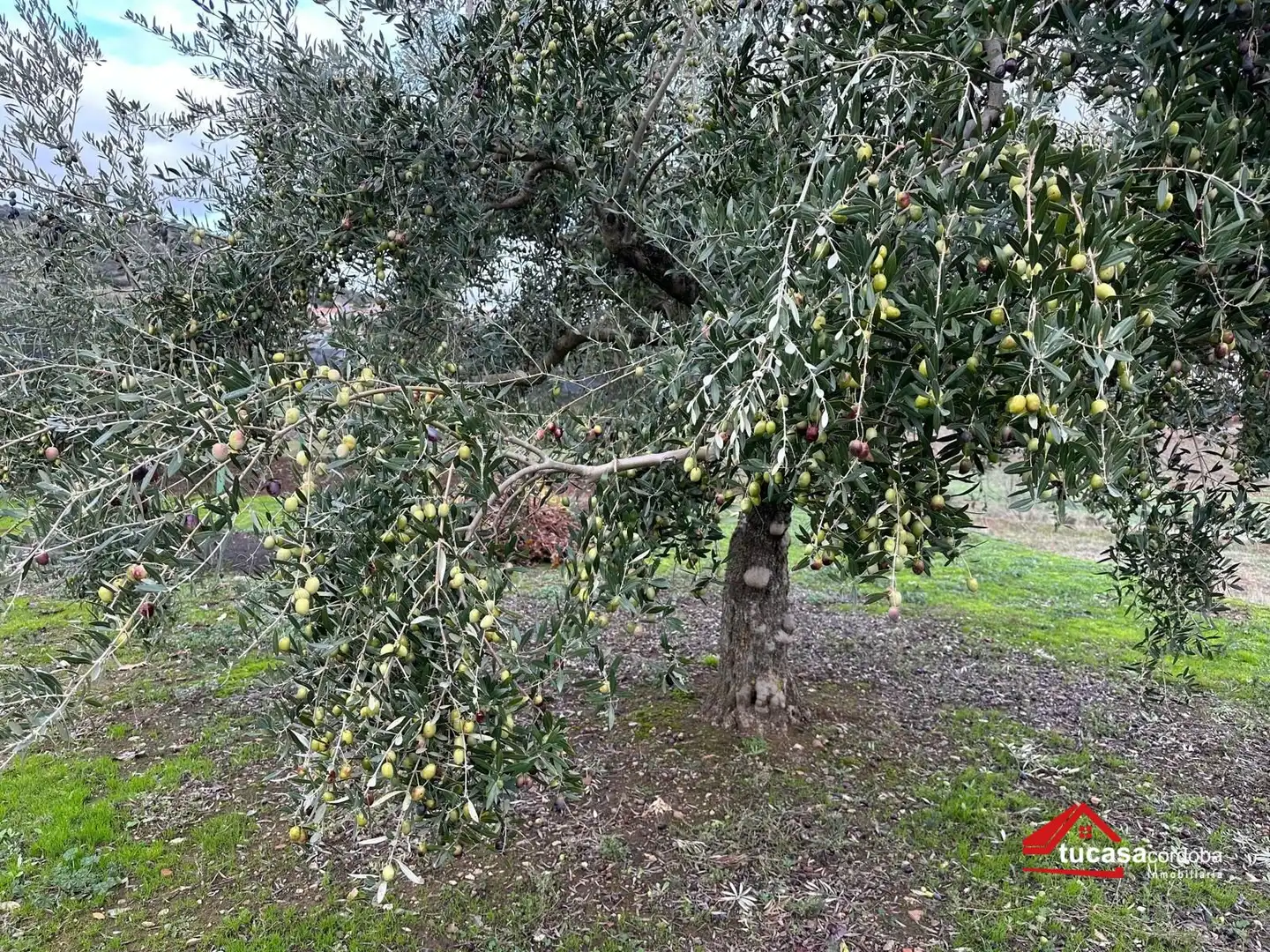 Terreno rustico in vendita a Villanueva del Rey, imagen 31