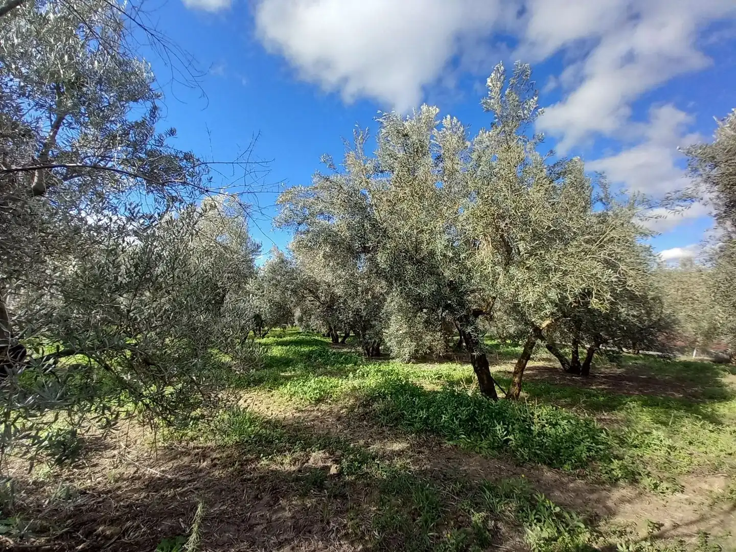 Finca rústica en venta en Arriate