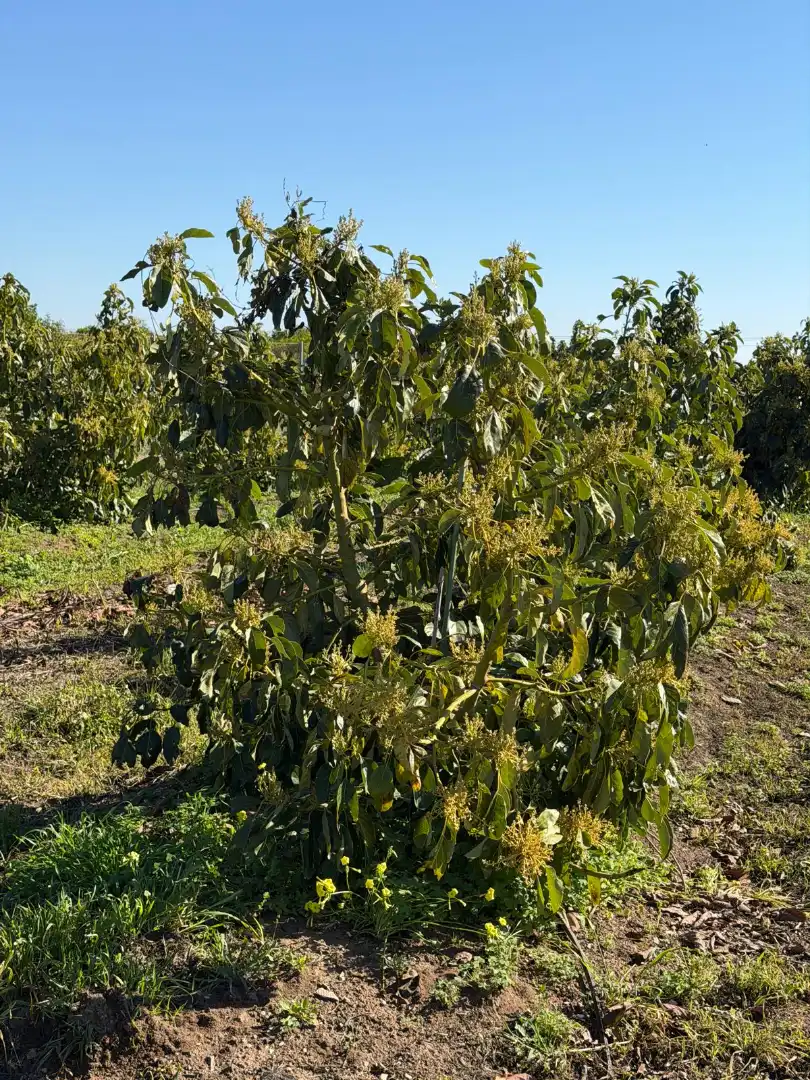 Garden of Land for sale in L'Alqueria de la Comtessa