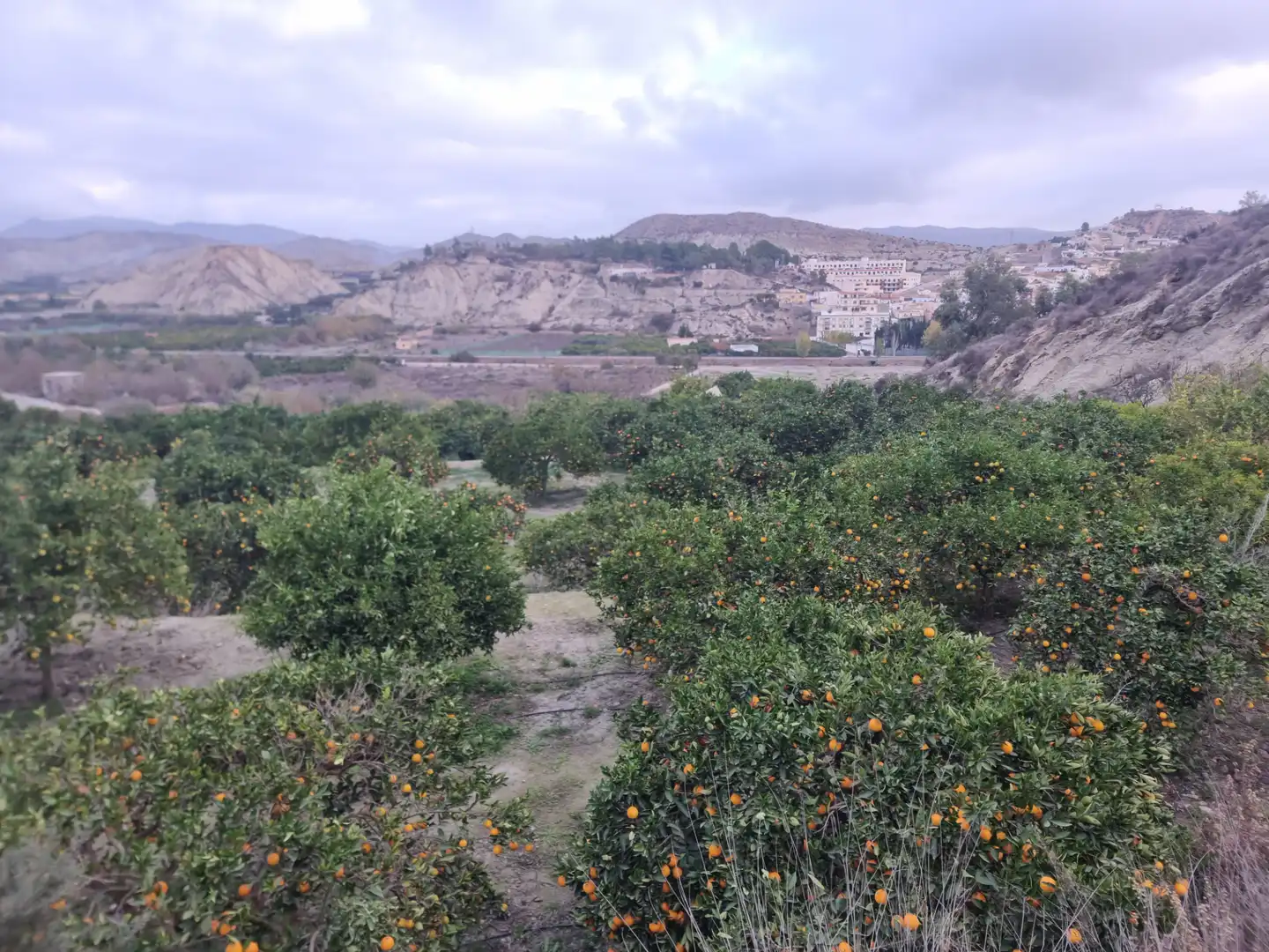 Rural land for sale in Calle Camino Ancho 4, imagen 25