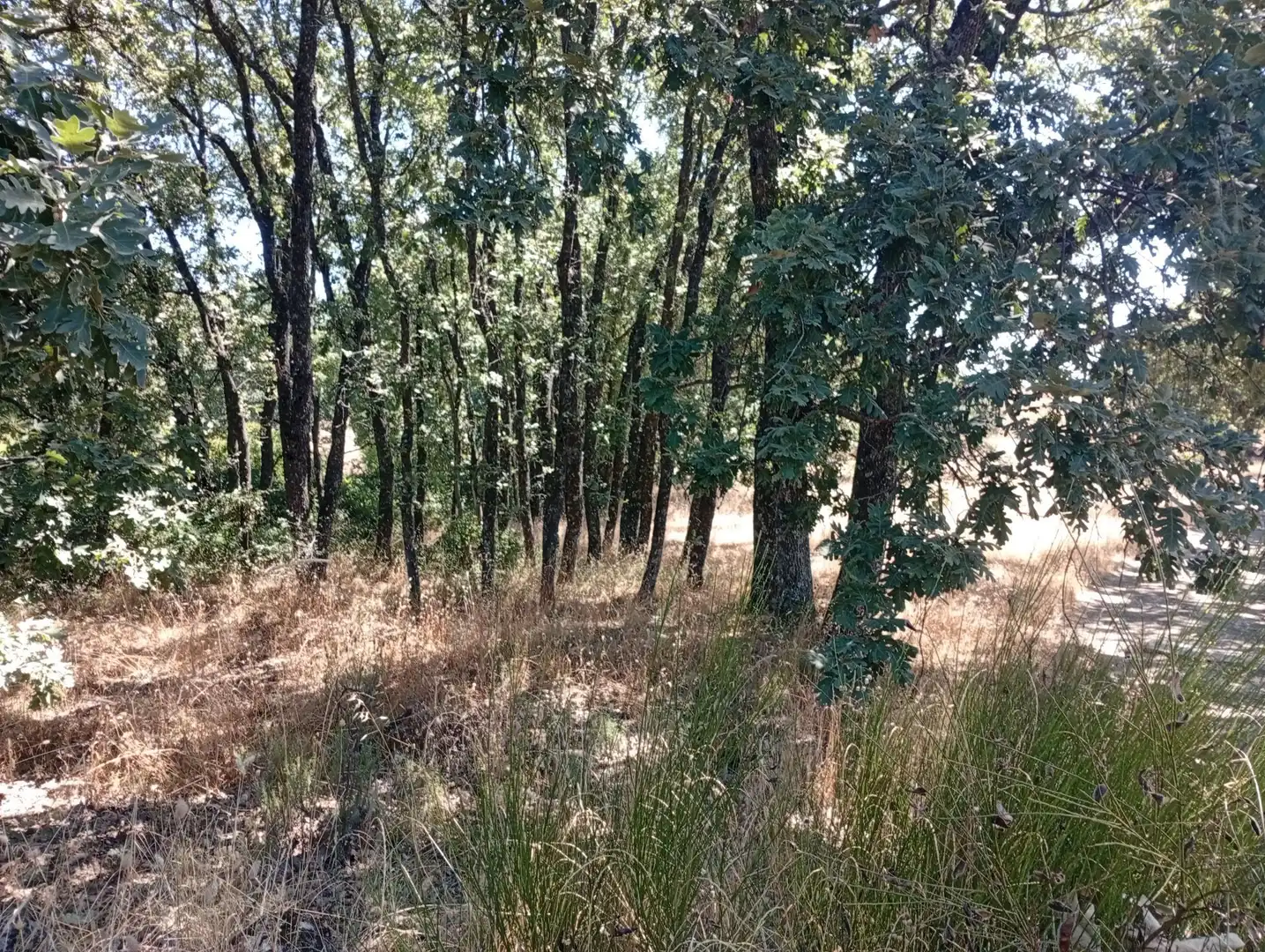 Terreni e lotti in vendita a Villanueva de la Vera, imagen 13