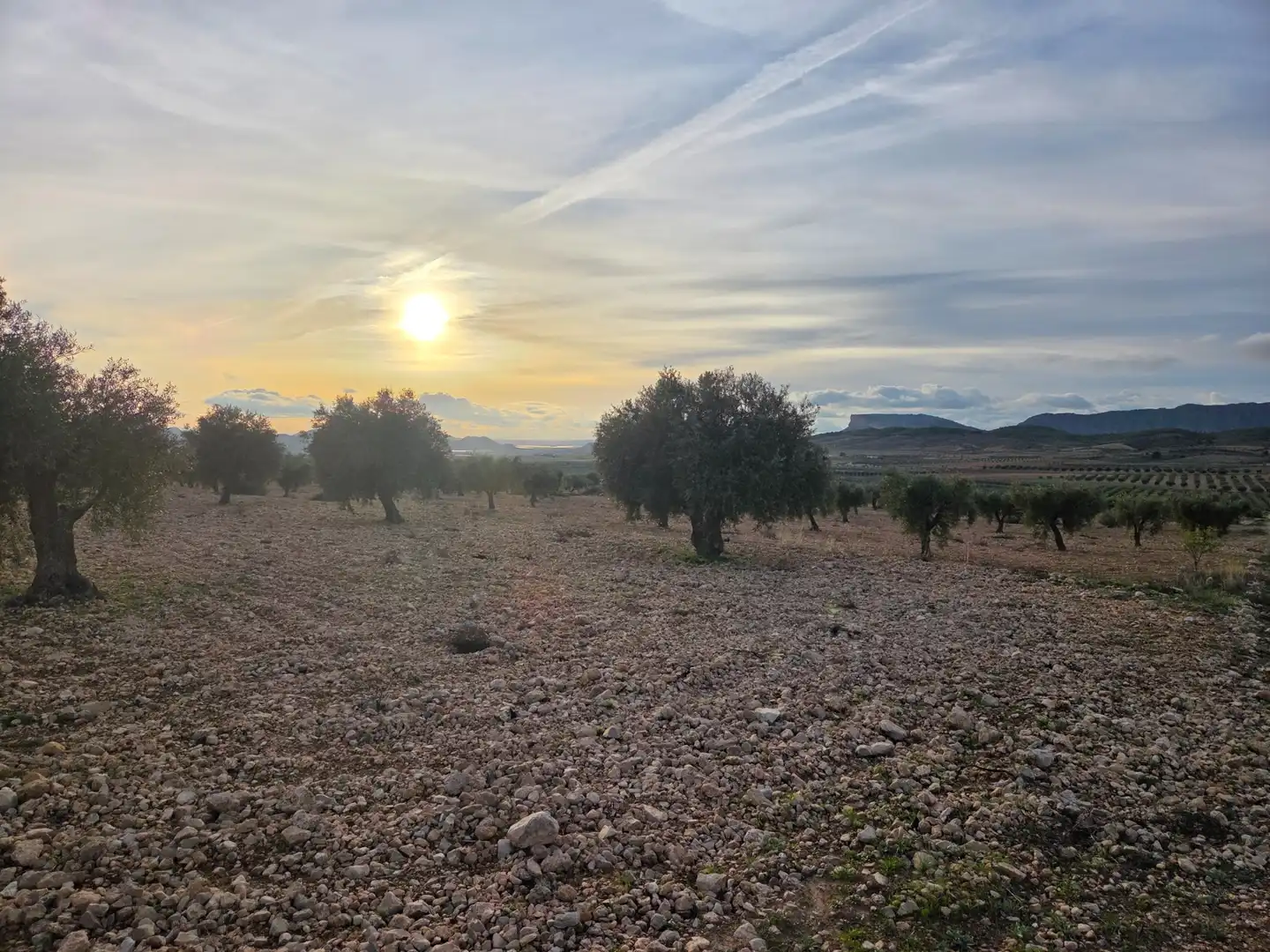 Terreny residencial en venda a Jumilla, imagen 3
