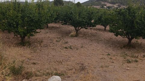 Finca rústica de 50.000 m2 con nave, luz, agua y 950 albaricoqueros en producción, imatge 3