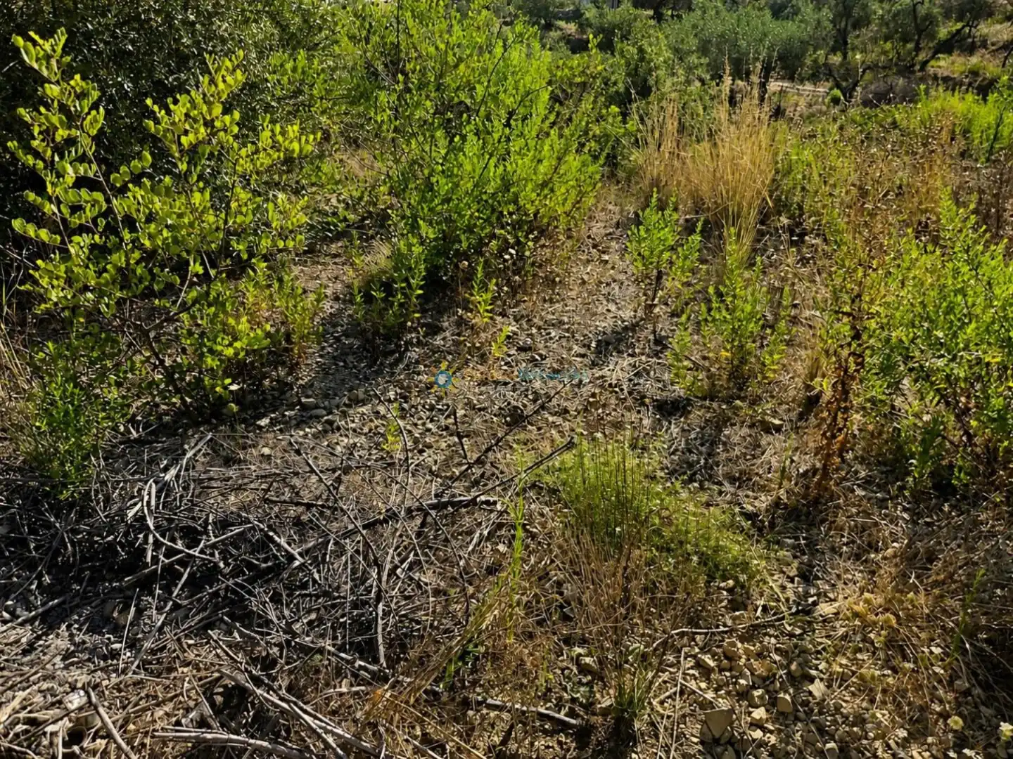 Terreno rustico in vendita a L'Atzúbia, imagen 10