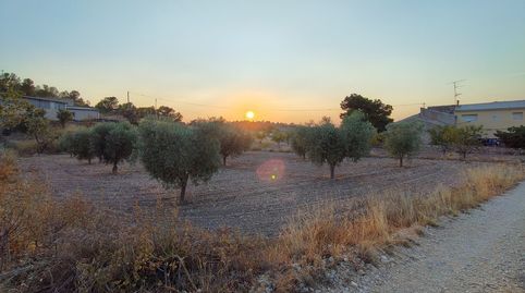 Parcela de suelo urbano de 971 m con olivos y posibilidad de construcción entre Abanilla y Jumilla