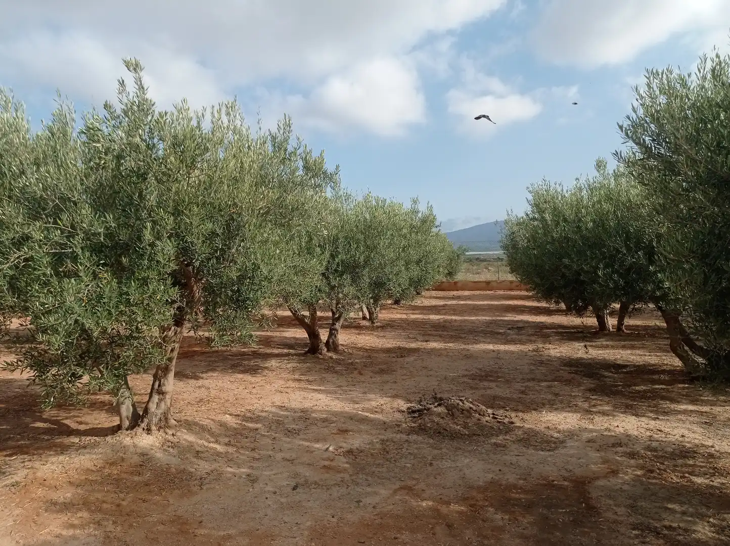 Finca rústica en venta en Fuente Álamo de Murcia con Calefacción, Jardín privado y Piscina