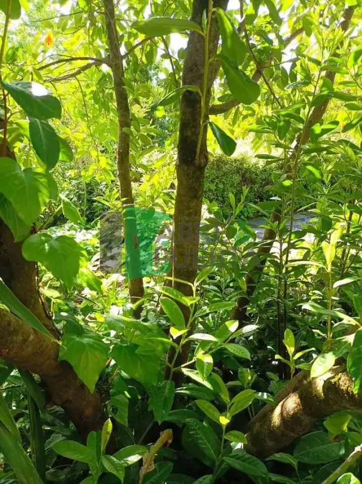 Chalet con jardín en venta en O Carballiño, imagen 12