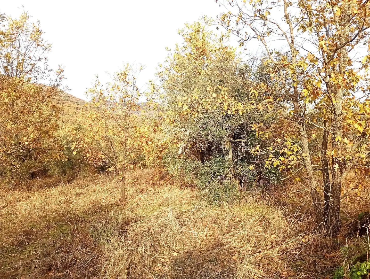 Terreni e lotti in vendita a Viandar de la Vera, imagen 47