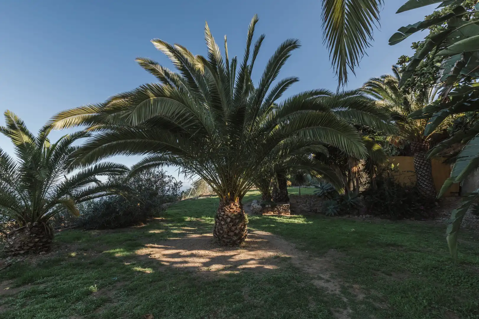 Jardí de Casa o xalet en venda en San Juan de la Rambla amb Jardí privat, Parquet i Terrassa