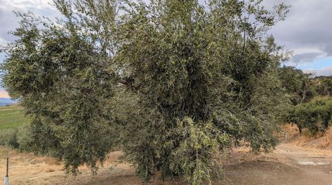 Finca Rúst. en venta en Los Arenales., immagine 5