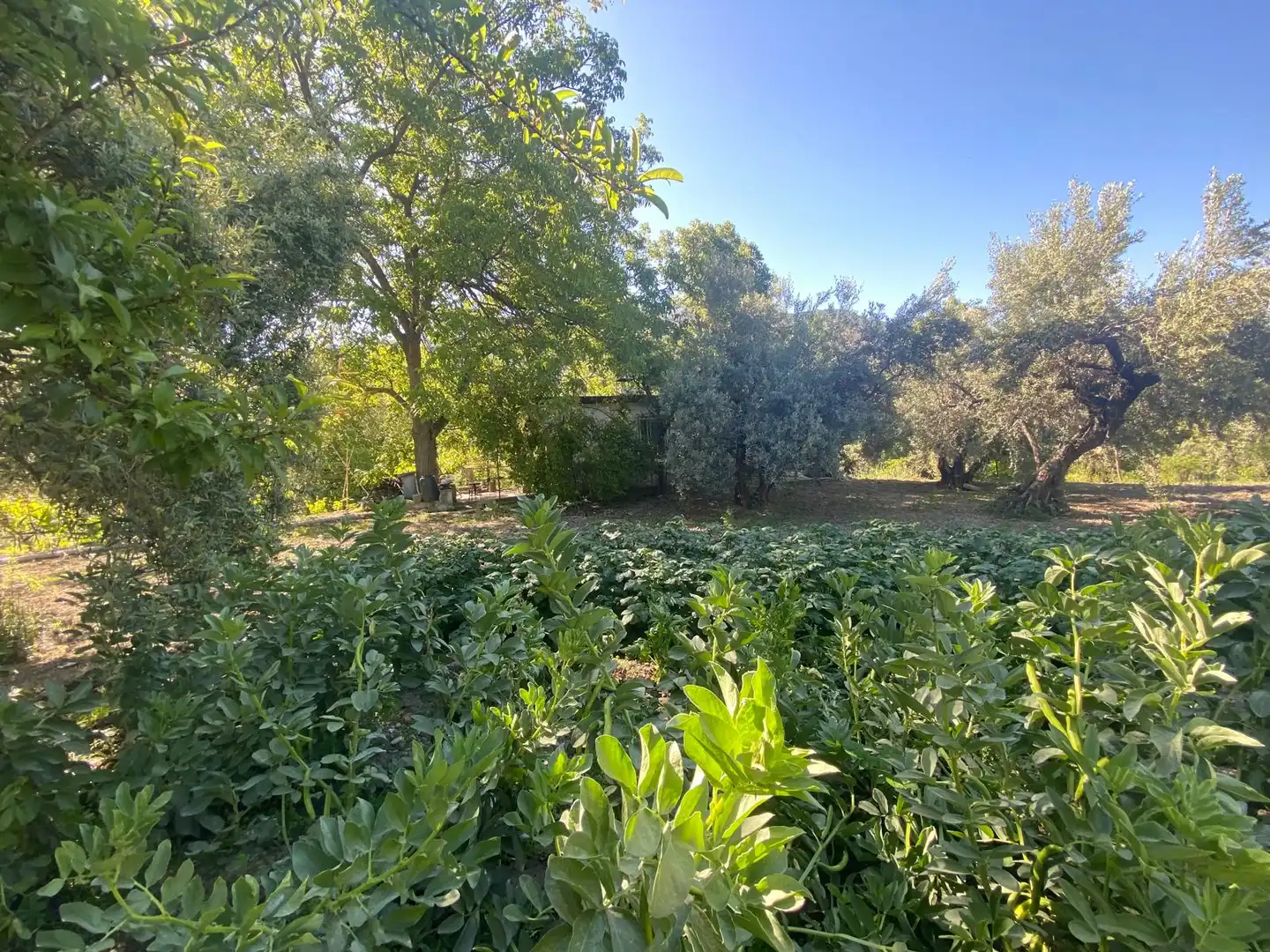 Landhaus mit Garten zum Verkauf in Monachil pueblo, imagen 4