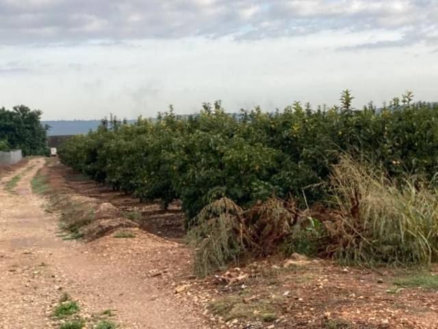 Terreno en Venta en Barranco De Los Pilares en Alcàntera de Xúquer