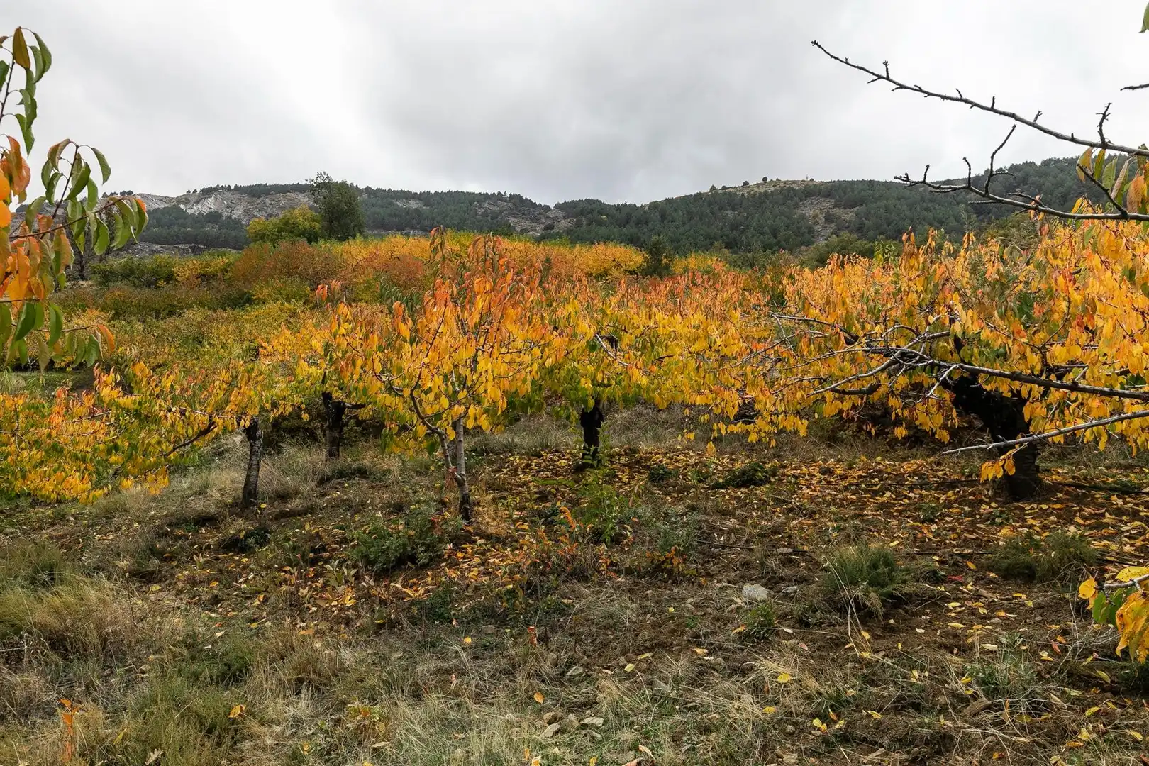 Lands and plots for sale in Güéjar Sierra, imagen 21