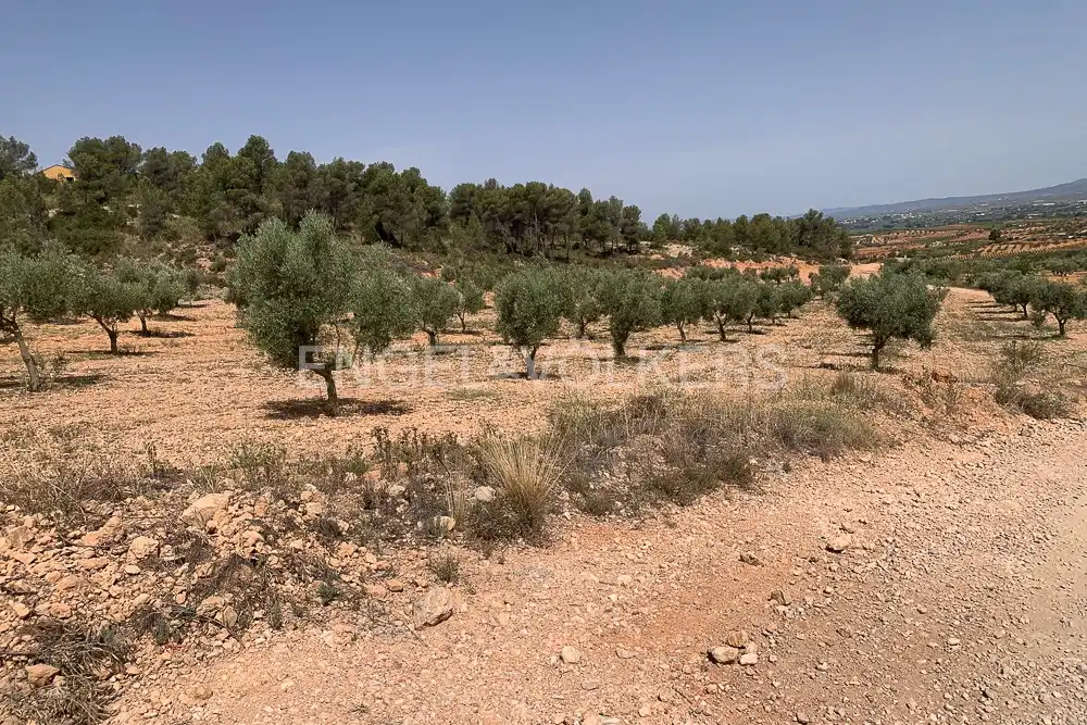 Lands and plots for sale in Requena, imagen 25