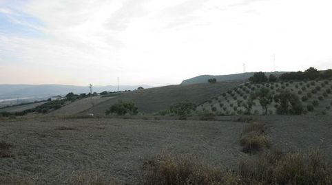 Foto 3 de Finca rústica en venda a Arcos de la Frontera, Cádiz