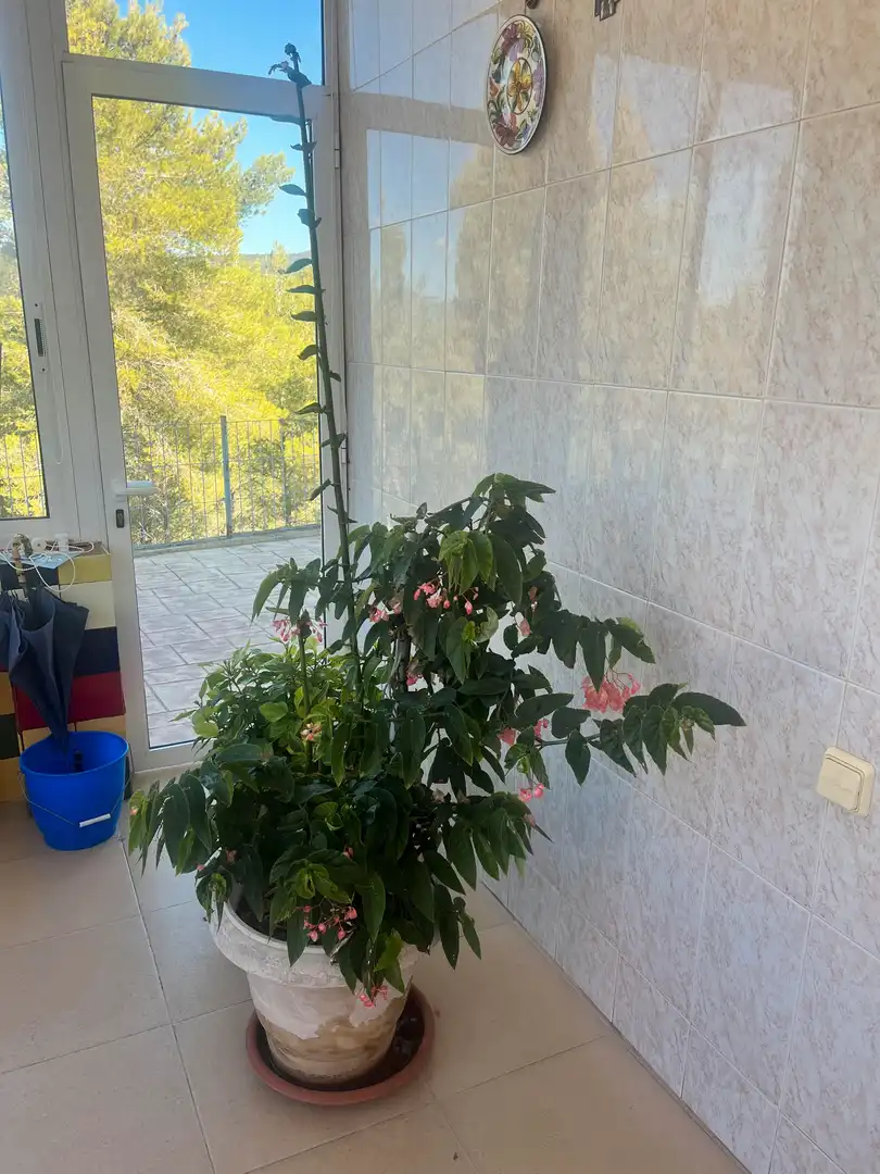 Terraza de Casa o chalet en venta en Aiguamúrcia con Jardín privado, Terraza y Trastero