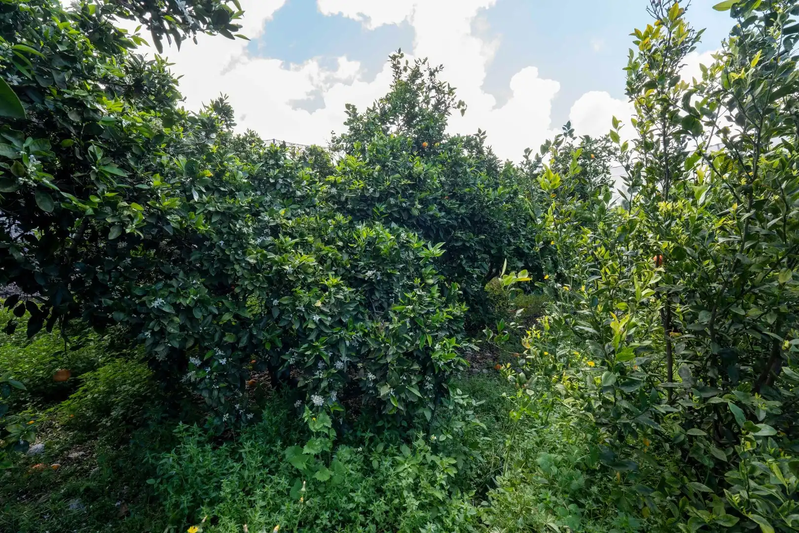Wohnbaugrundstück zum Verkauf in Camino LEONARDO, imagen 64