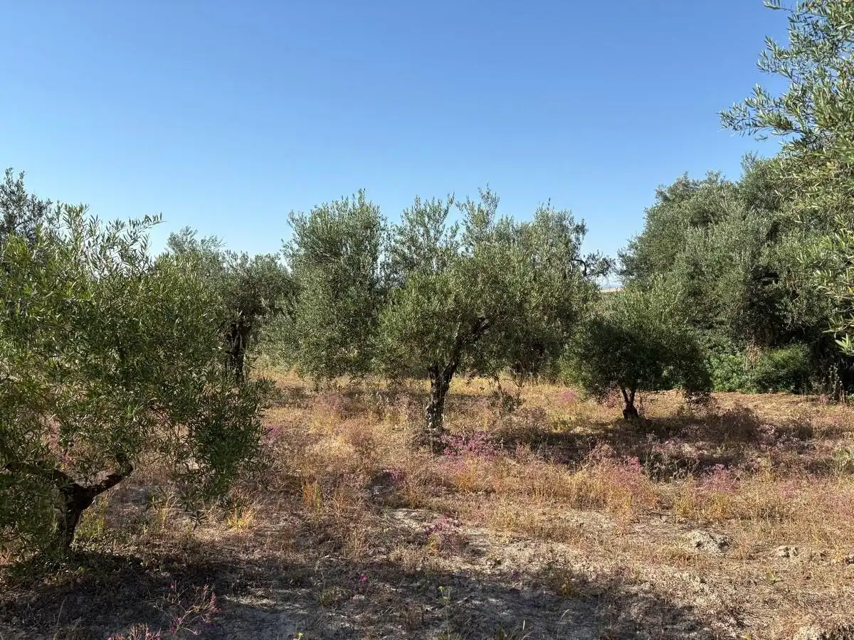 Terreny rústic en venda a Sanlúcar la Mayor, imagen 4