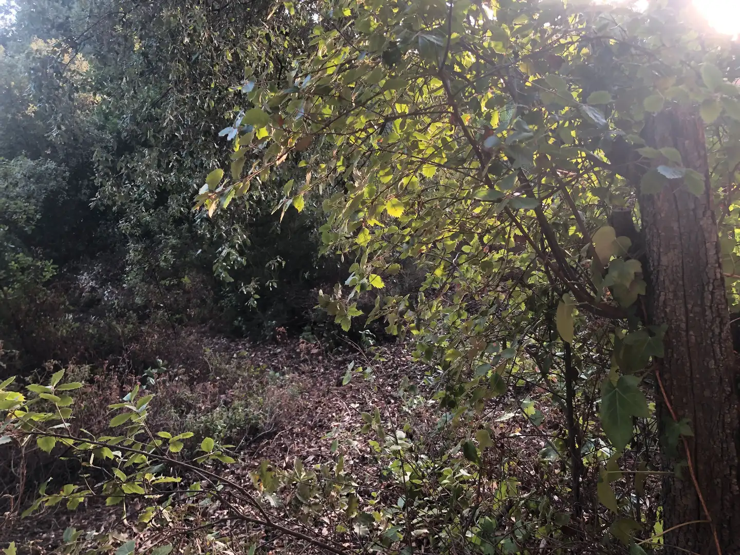 Terreno residencial en venta en Camino Mataro de 67, imagen 17