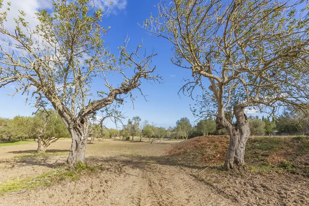 Land for sale in Pollença