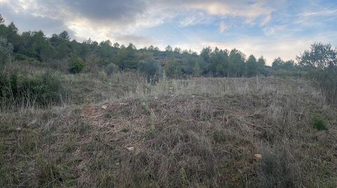 TERRENO RUSTICO, immagine 4