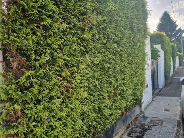 Chalet con piscina en venta en Calle Roble, imagen 30