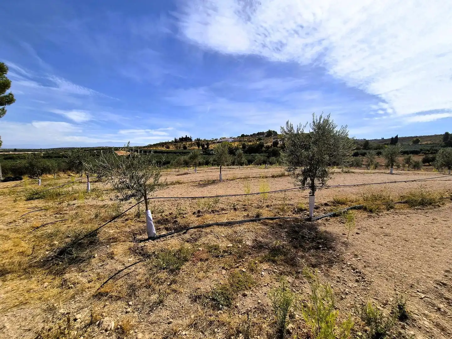Wohnbaugrundstück zum Verkauf in Moraleda de Zafayona, imagen 6