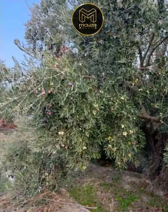 Terreni e lotti in vendita a Puente Jontoya - Puente de la Sierra - El Arroyo, imagen 4