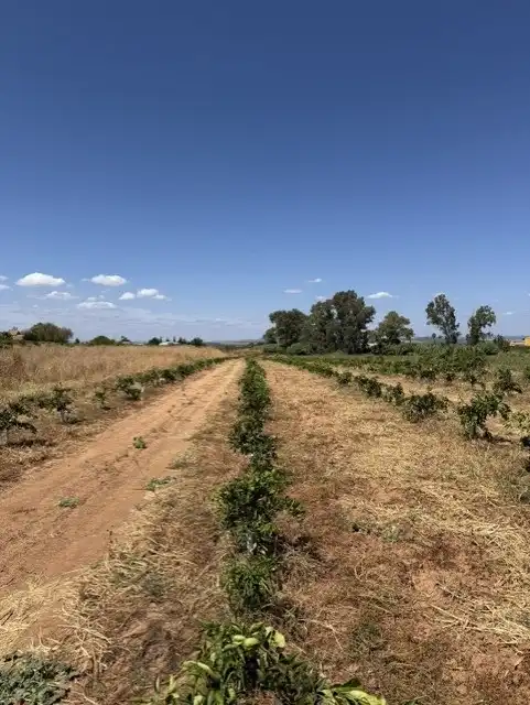 Terreny rústic en venda a Cantillana, imagen 3