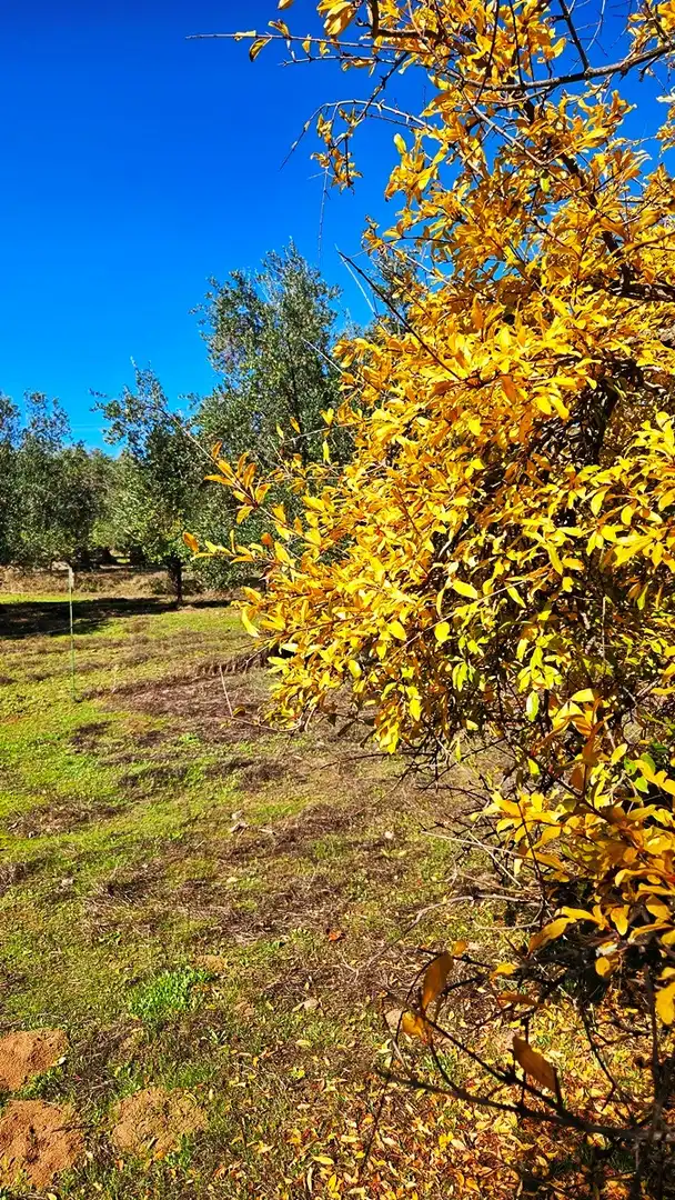 Casa rústica amb jardí en venda a Aracena, imagen 32