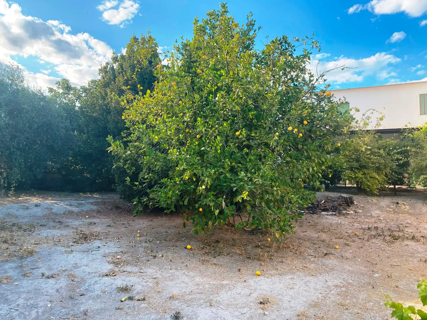 Villa con giardino in vendita a Cabra, imagen 3
