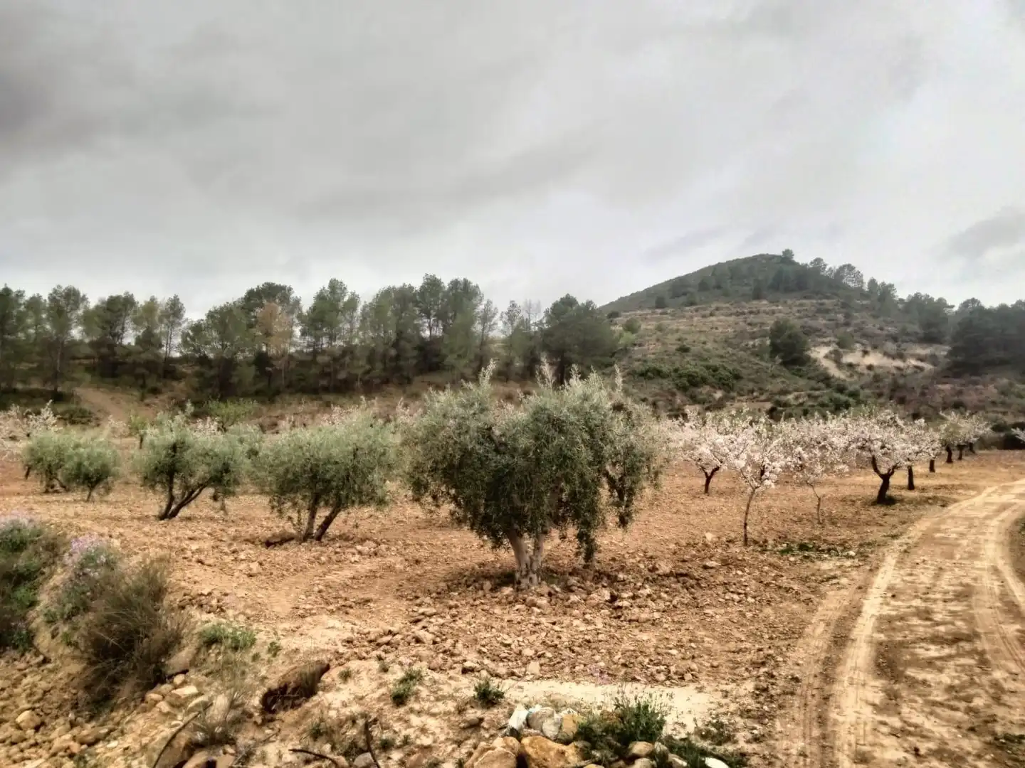 Terrenys i solars en venda a Bullas, imagen 14