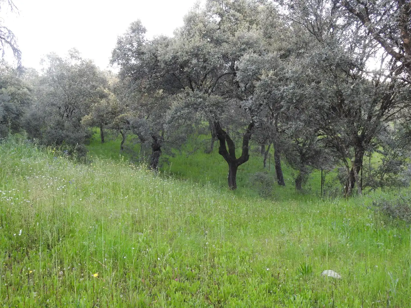 Land for sale in Cervera de los Montes