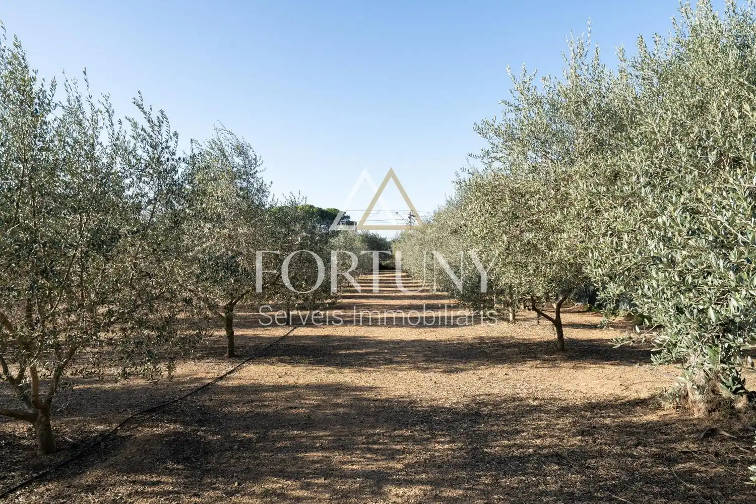 House with pool for sale in Partida el Roquis, imagen 59