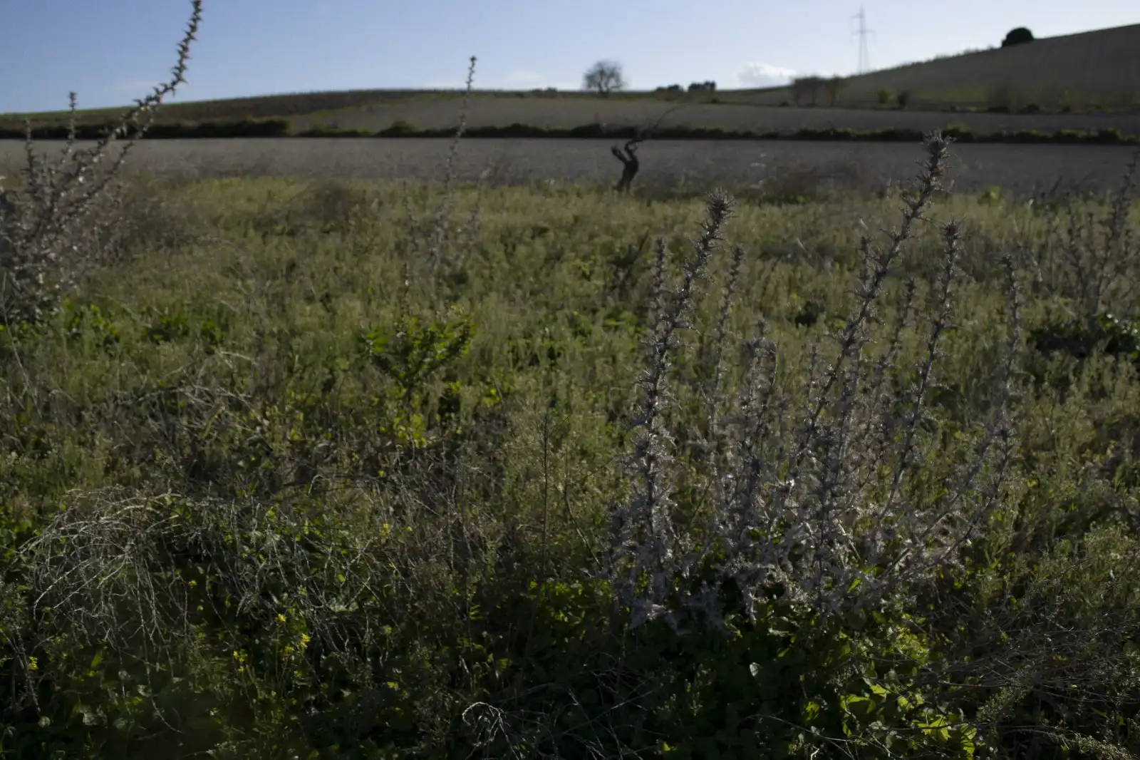 Rural land for sale in Los Franceses – La Vega, imagen 10