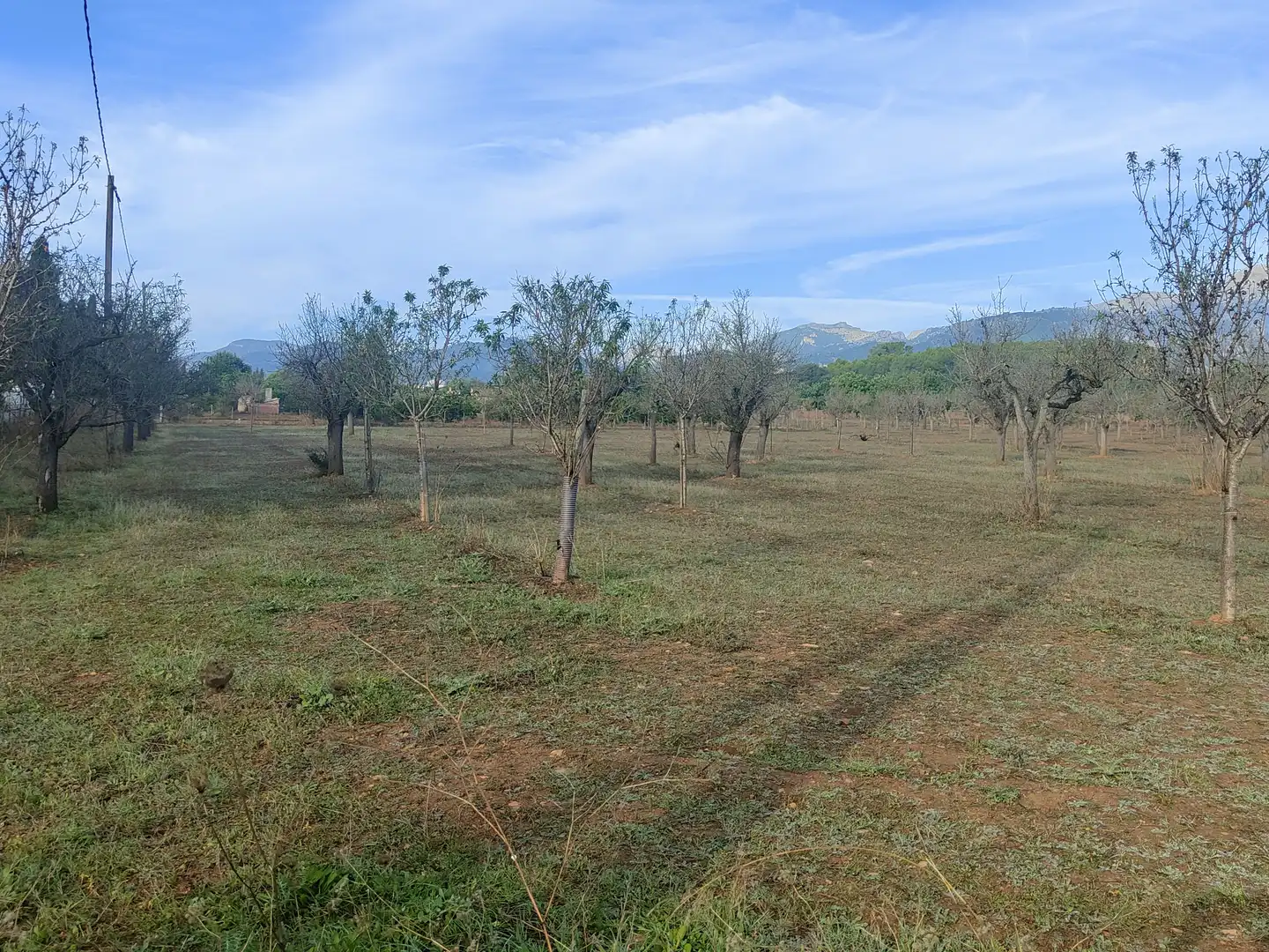 Terrain rustique à vendre à Camí Moscari 26, imagen 11