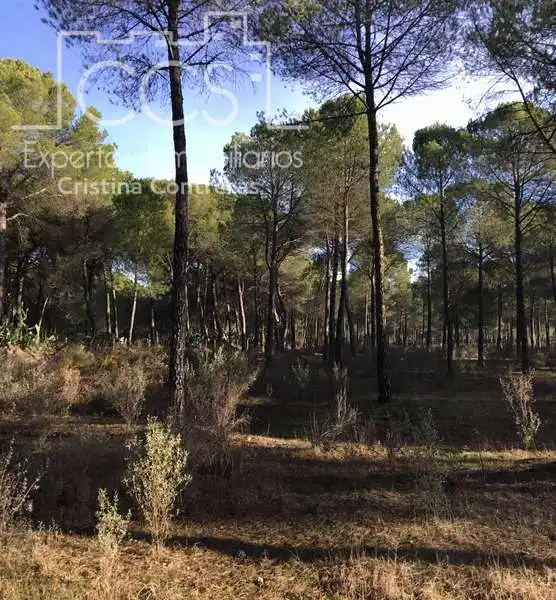 Terreni e lotti in vendita a Almonte ciudad, imagen 20