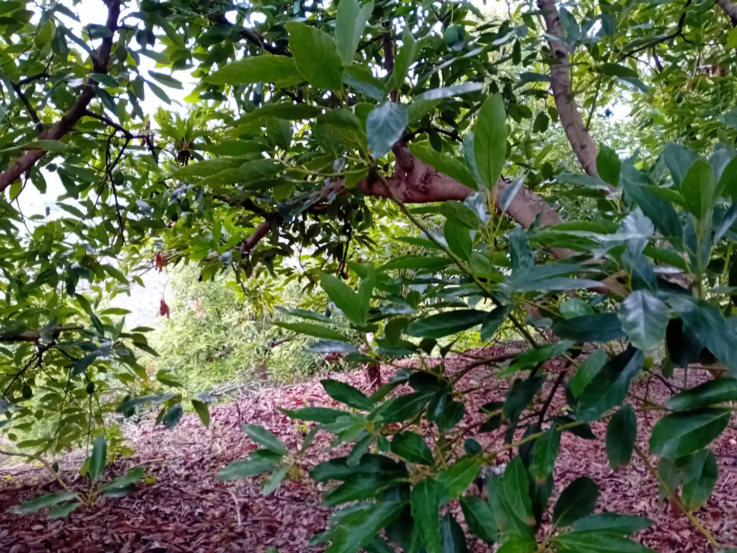 Terreni e lotti in vendita a Yunquera, imagen 4