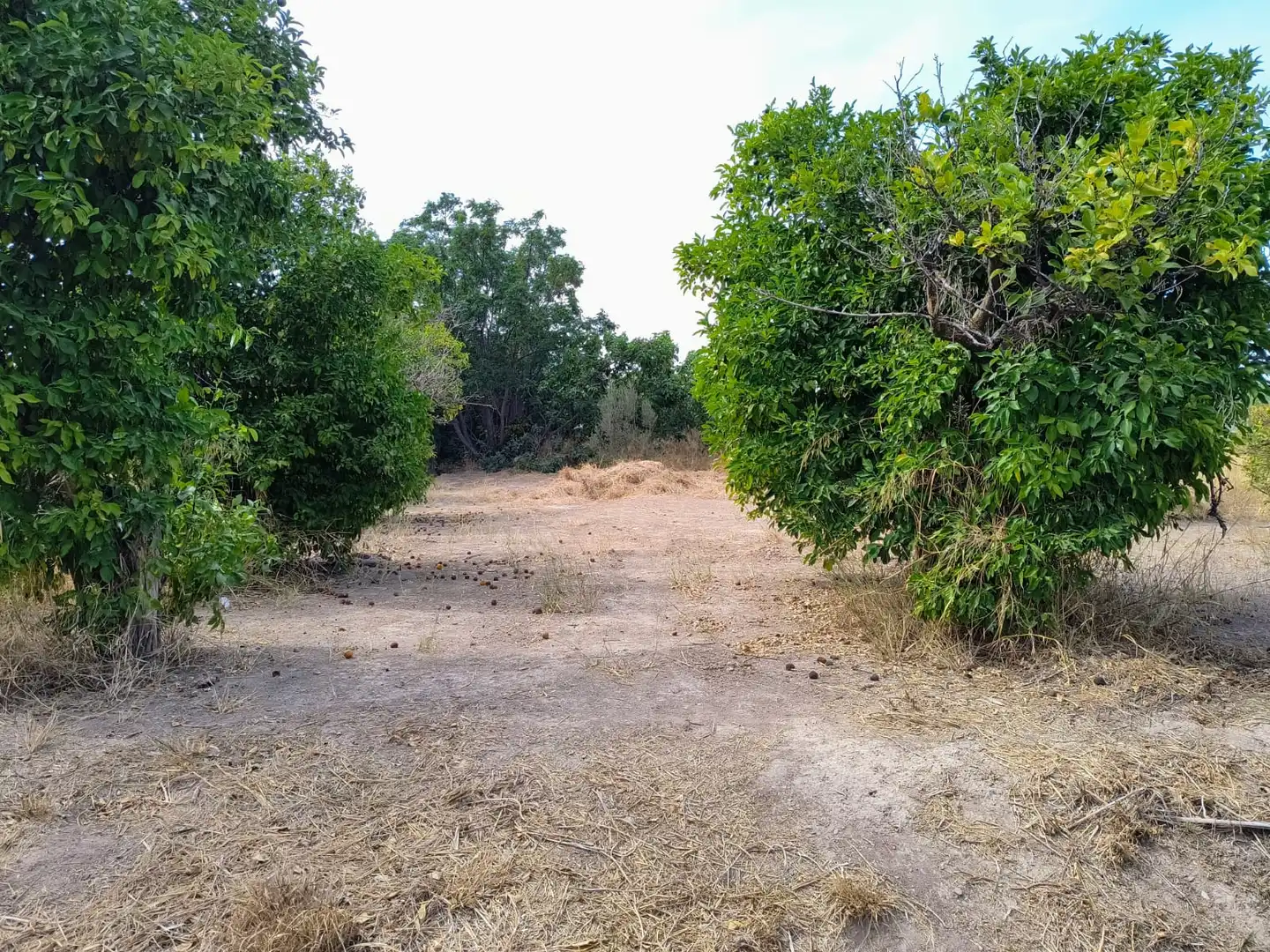 Terrenys i solars en venda a Pedanías Oeste, imagen 9