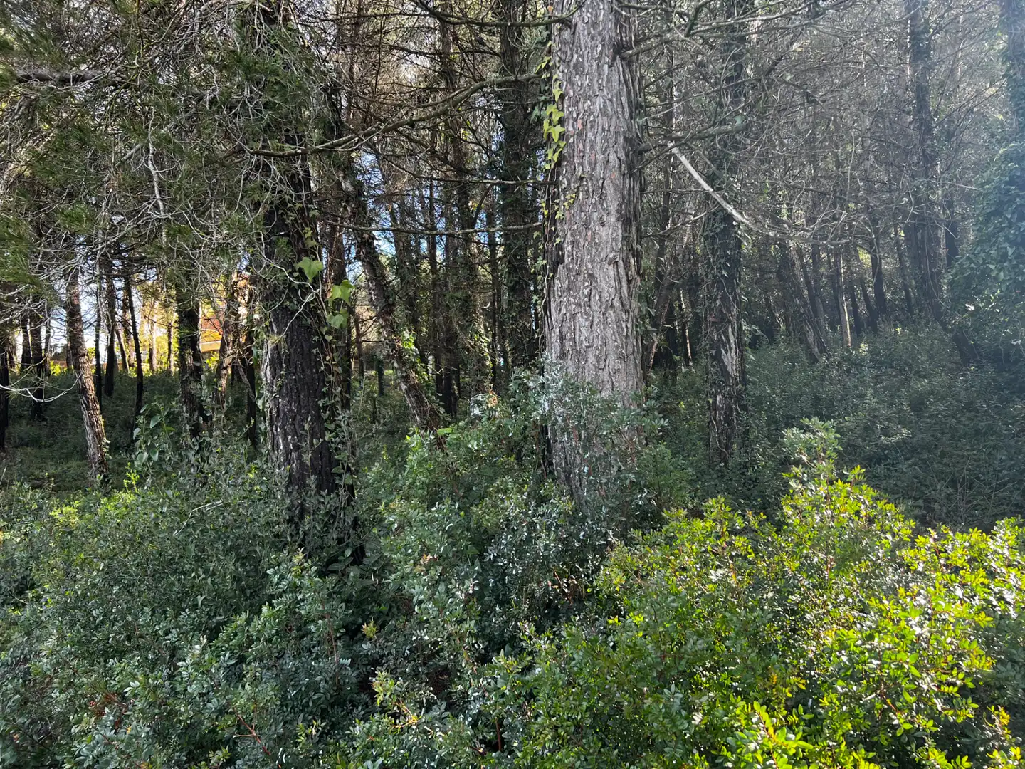 Residencial en venda en Olesa de Bonesvalls