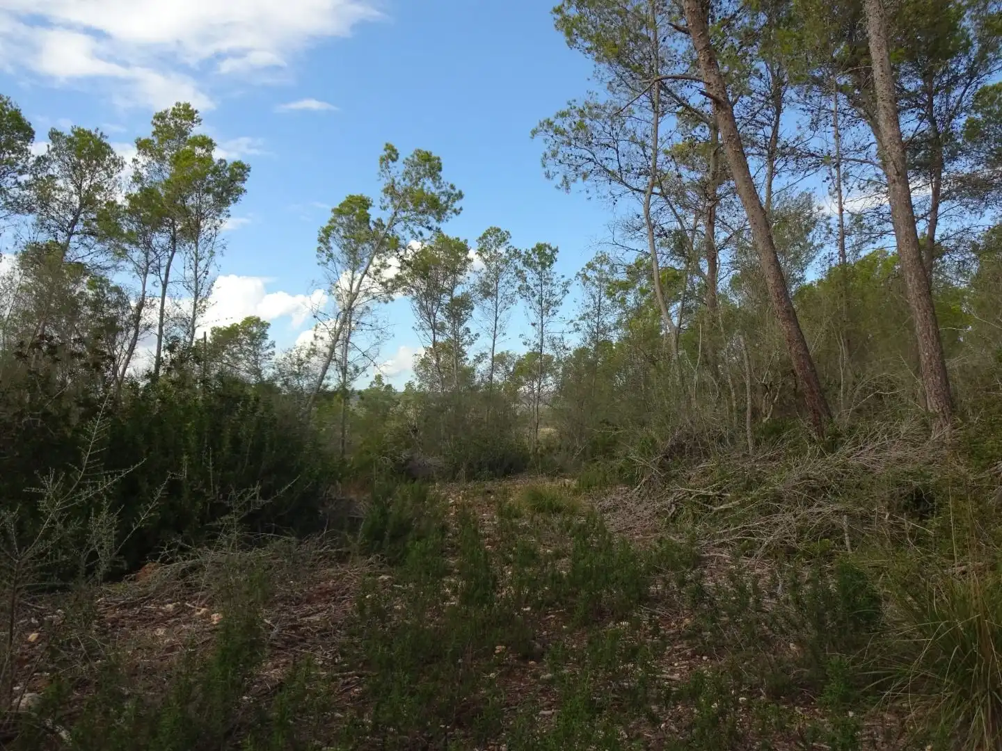 Finca rústica en venta en  Palma de Mallorca